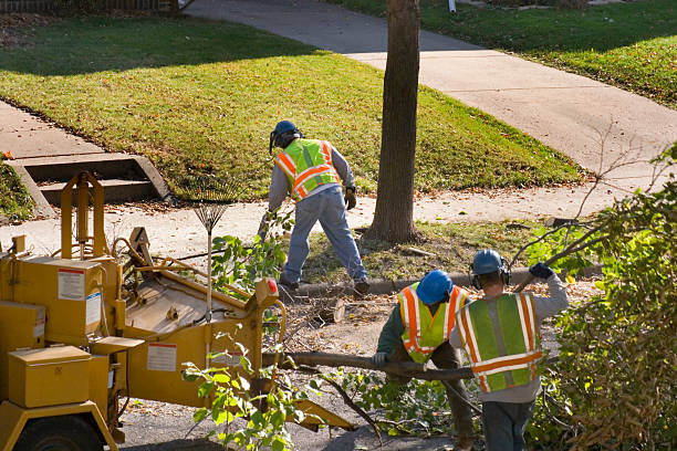 How Our Tree Care Process Works  in  Forest Park, GA